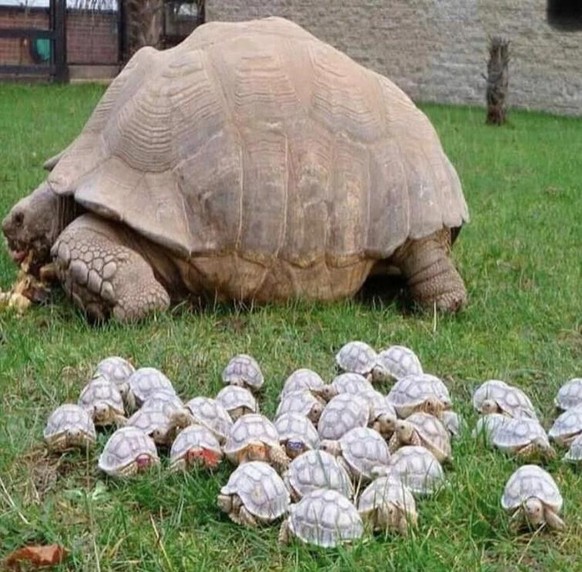 Schildkröten und die Turtles.