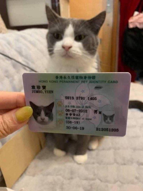 Katzen ID