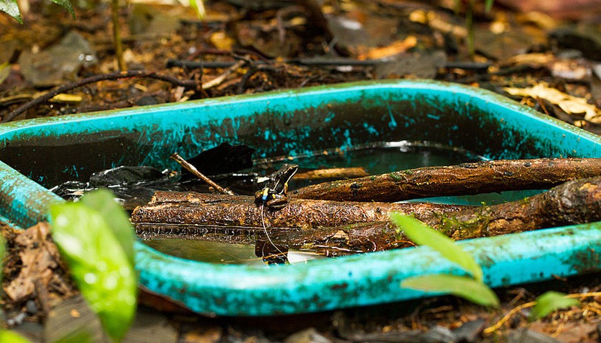 Ein Pfeilgiftfrosch in einer künstlich angelegten Wasserstellen, kurz vor dem Ablegen der Kaulquappen.