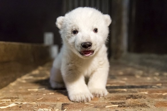 epa05833556 (FILE) - A file handout image made available on 13 January 2017 by Berlin&#039;s Tierpark Zoo shows the then unnamed polar bear cub during an inspection to determine its condition and sex, ...