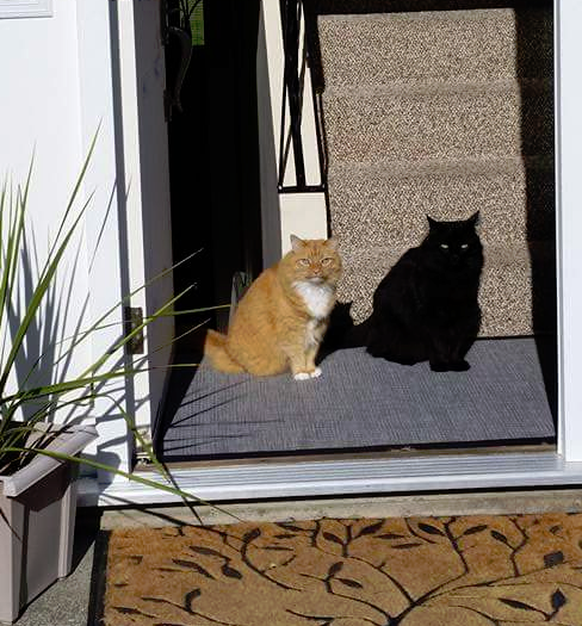 Es ist übrigens kein Schatten, es ist eine Katze. Tscheggsch. Ok.