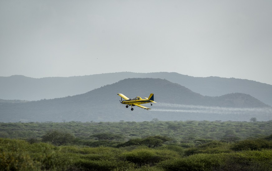 In this photo taken Saturday, Feb. 1, 2020, a plane spraying pesticides flies over a swarm of desert locusts in Nasuulu Conservancy, northern Kenya. As locusts by the billions descend on parts of Keny ...