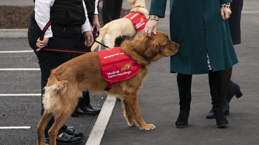 epa07382697 Britain&#039;s Camilla, Duchess of Cornwall (C) attends the opening of a new facility of Medical Detection Dogs in Milton Keynes, Britain, 20 February 2019. The facility will train dogs as ...