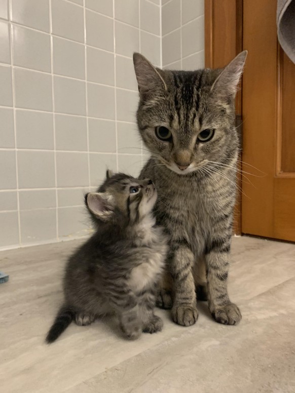 Katzen Baby und Mama