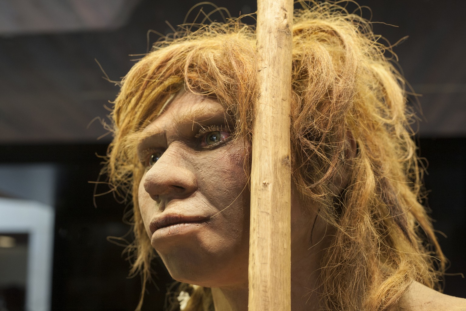 Neandertaler-Frau 
Madrid, Spain - November 11, 2017: Life-sized sculpture of Neanderthal female at National Archeological Museum of Madrid