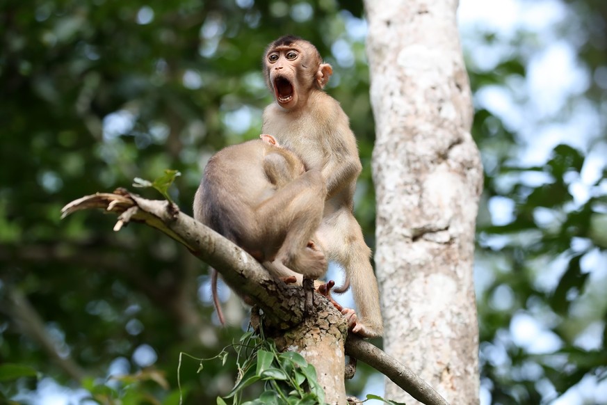The Comedy Wildlife Photography Awards 2020
Megan Lorenz
Etobicoke
Canada
Phone: 
Email: 
Title: Monkey Business
Description: While on a trip to Borneo, I had many opportunities to watch monkeys inter ...
