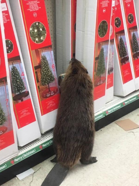 Biber geht an Weihnachten shoppe.

https://twitter.com/firstsheriff/status/804066548134662147