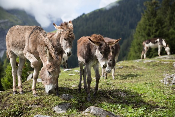 Junge Esel geniessen die waermenden Sonnenstrahlen auf der Sommerweide auf der Alp in Bargis oberhalb Flims am Samstag, 16. August 2014. (KEYSTONE/Arno Balzarini) ....Young donkeys at the Bargis alp n ...