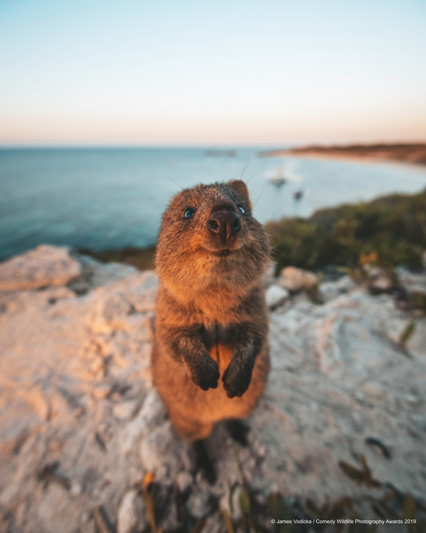 The Comedy Wildlife Photography Awards 2019
James Vodicka
Sydney
Australia

Title: Excuse Me!
Description: An inquisitive wild quokka interrupts my sunset shoot for a brief hello and welcome to Rottne ...