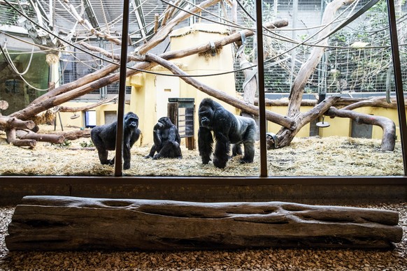 Gorillas im Zoo Zuerich am Mittwoch, 18. Maerz 2020. Wegen des Coronavirus wurde der Zoo Zuerich fuer die Besucher geschlossen. (KEYSTONE/Alexandra Wey)