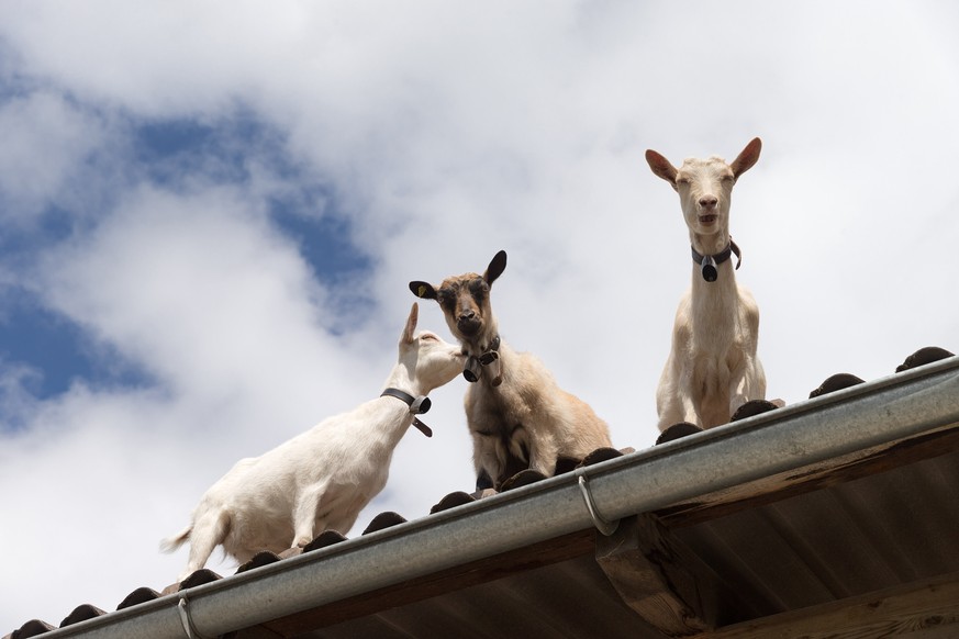 Drei junge Ziegen tummeln sich auf einem Dach eines Pferdestalls in Igis im Churer Rheintal, am Sonntag, 11. Mai 2014. (KEYSTONE/Arno Balzarini)