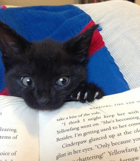 Schwarze Katze hilft beim Lesen