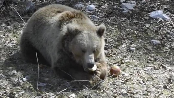 Vallorbe - 08.04.2015 - Die drei Bären aus dem Berner Bärenpark sind heute verladen und in den Juraparc in Vallorbe VD gebracht worden. Dort verbringen sie den Sommer, während ihr Berner Zuhause sanie ...