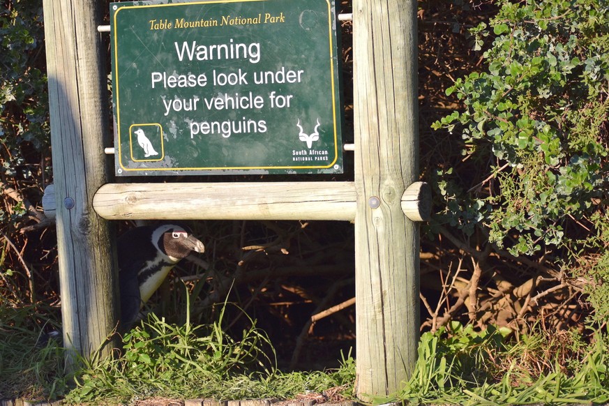 Pinguin.