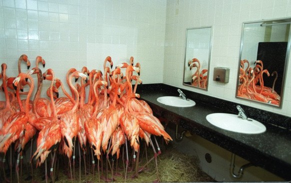 Flamingos auf dem Klo
http://imgur.com/gallery/8YH7SFx