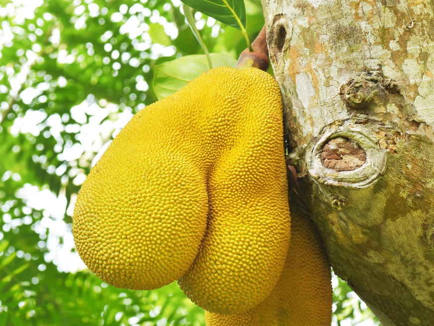 Funny fruits. A weirdly shaped ripe Jackfruit (Artocarpus heterophyllus) that looks like the human buttocks. Spiny surface of a yellow jackfruit. Conceptual image of prickly heat in summer.
gemüse foo ...