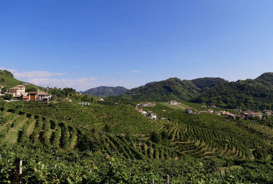 This Sept. 22, 2016 photo shows an overview of vineyards in Valdobiaddene, Italy. The vines are growing glera grapes, used to make prosecco, the popular Italian sparkling wine. (Michelle Locke via AP)