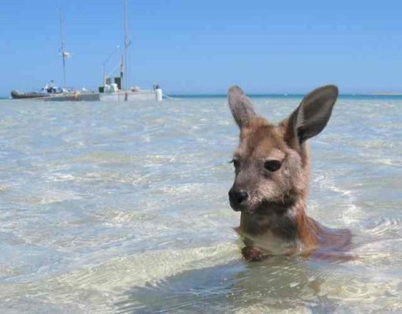 Känguru im Wasser
Cute News
https://imgur.com/gallery/nNwxvE9