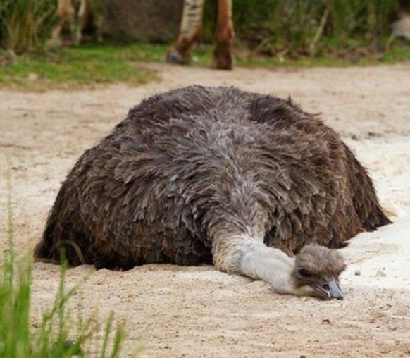 Emu schläft