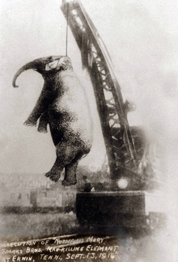https://rarehistoricalphotos.com/murderous-mary-1916/

Mary Elefant