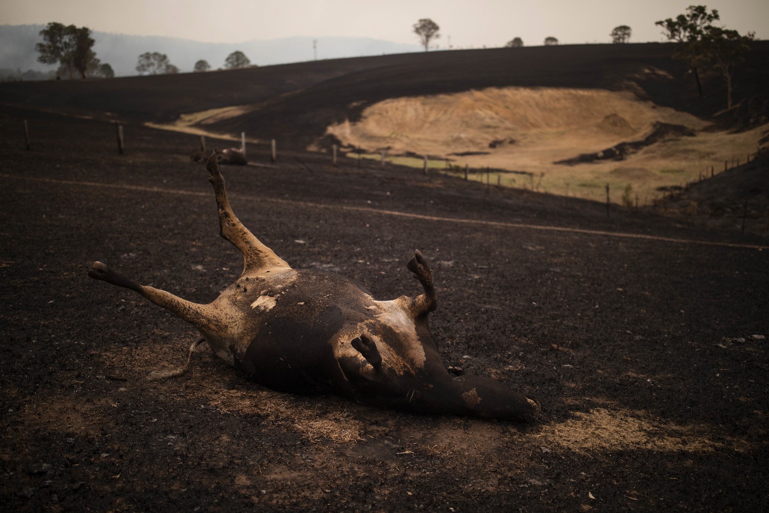 epa08097345 The carcass of a cow killed in a bushfire lays in a field in Coolagolite, New South Wales, Australia, 01 January 2020. EPA/SEAN DAVEY AUSTRALIA AND NEW ZEALAND OUT