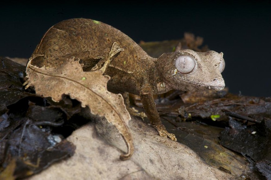 Gespenst-Plattschwanzgecko (Uroplatus phantasticus).