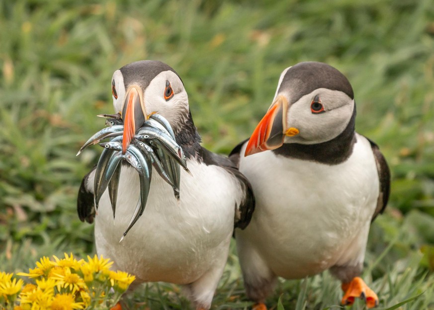 The Comedy Wildlife Photography Awards 2020
Krisztina Scheeff
Escondido
United States
Phone: 
Email: 
Title: Seriously, would you share some?
Description: Atlantic Puffins are amazing flyers and their ...