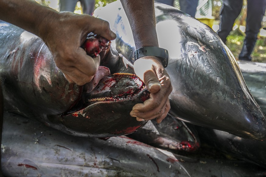 epa08627487 A man holds open the mouth of a dead Melon-headed whale (Peponocephala electra) also known as Electra dolphin showing what appears to be oil in the mouth after it washed up with eight othe ...