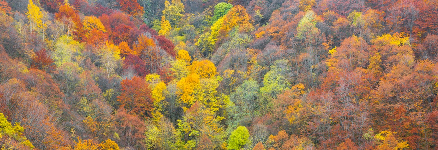 Laubwald im Herbst, Herbstwald