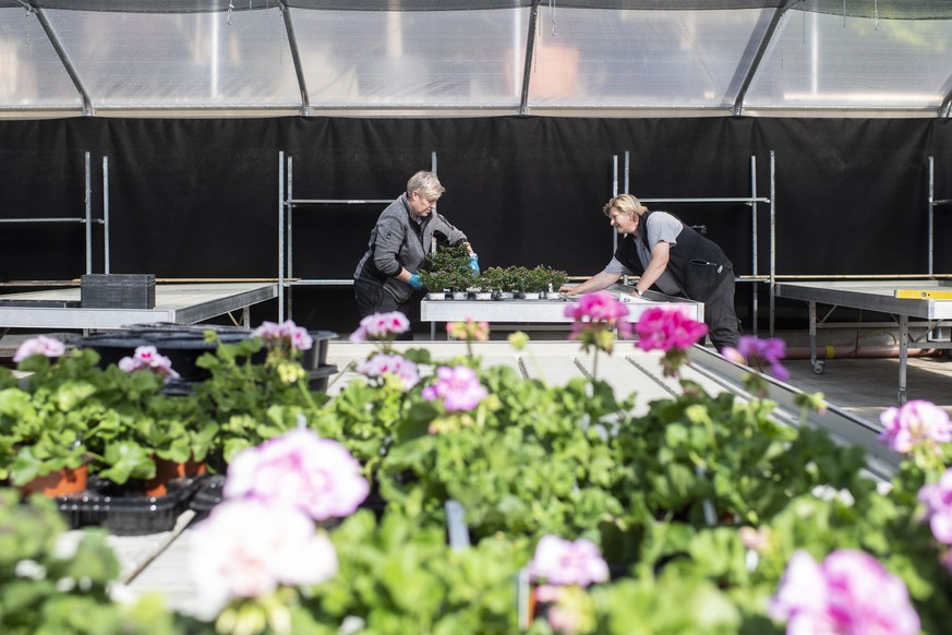 Mitarbeiter des Gartencenter Hoffmann bereiten sich auf die Wiedereroeffnung nach dem Lockdown vor, aufgenommen am Donnerstag, 16. April 2020 in Unterengstringen. (KEYSTONE/Ennio Leanza)