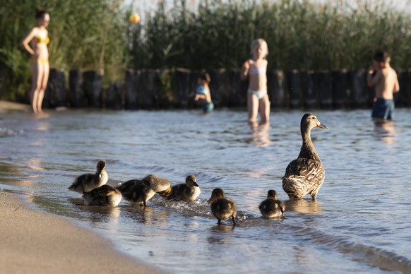A female duck with his ducklings go to the Lac de Neuchatel during the sunny and warm weather, in Gletterens, Switzerland, Friday, June 28, 2019. The forecast predicts hot weather in Switzerland with  ...