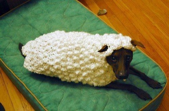 Hund sieht wie ein Schaf aus.
Cute News
http://imgur.com/gallery/IwFuMcz