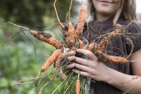 A schoolgirl holds carrots in her hands which she has reaped in a municiple school garden in Zurich, Switzerland, on September 11, 2014. As an extra-curricular activity, pupils have the oppurtunity to ...