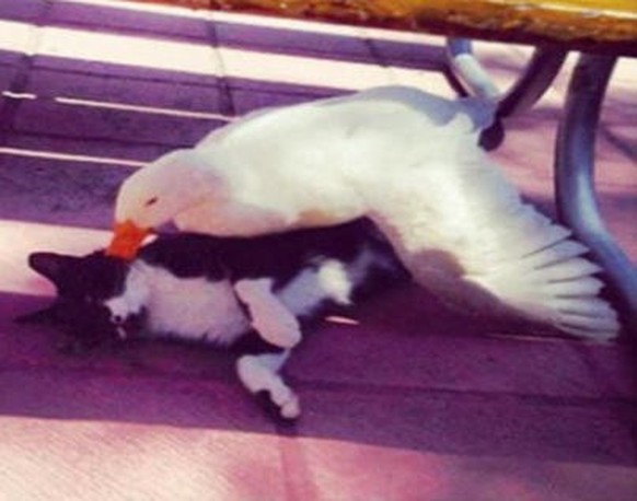 Katze und Ente sind beste Freunde.

https://www.reddit.com/r/pics/comments/178l3i/my_university_has_a_cute_couple_a_cat_and_a_duck/?sort=top