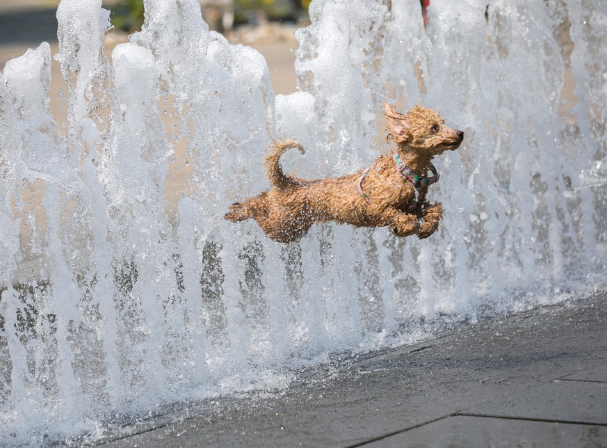 epaselect epa08593829 A dog frolics in a fountain on a hot summer day in Budapest, Hungary, 09 August, 2020. Hungarian Meteorological Service has issued a first heat wave alert as the temperature is p ...