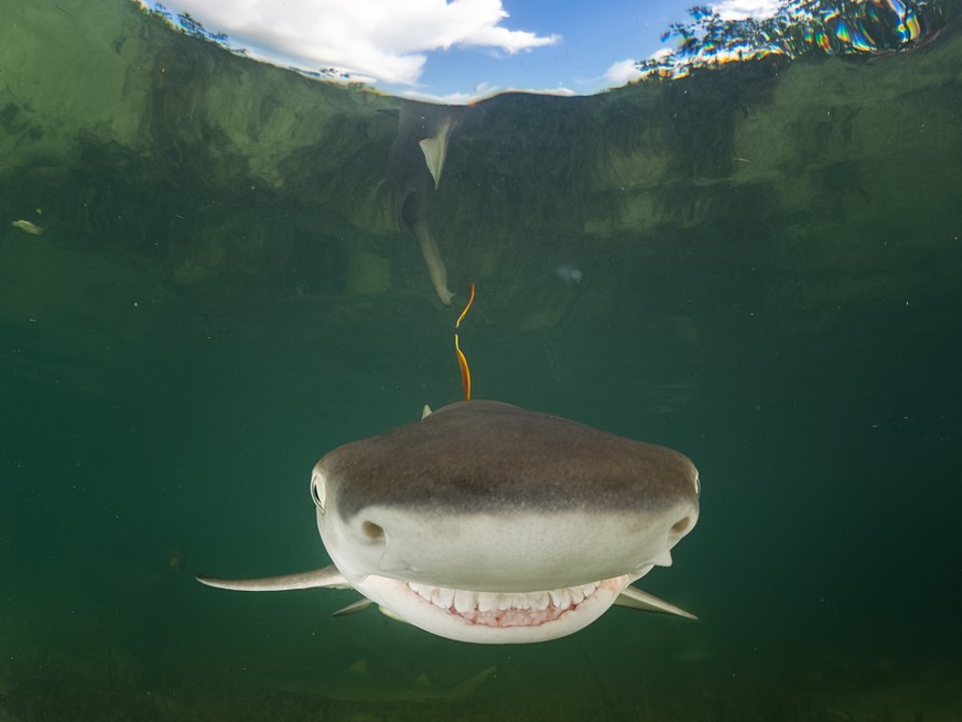 The Comedy Wildlife Photography Awards 2017
Eugene Kitsios
Groningen
Netherlands

Title: Smile!
Caption: A baby lemon shark shows a big smile in front of my camera
Description: During university cours ...