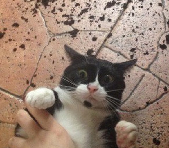 Katze auf frischer Tat ertappt
Cute News
https://imgur.com/gallery/zYHcHDN