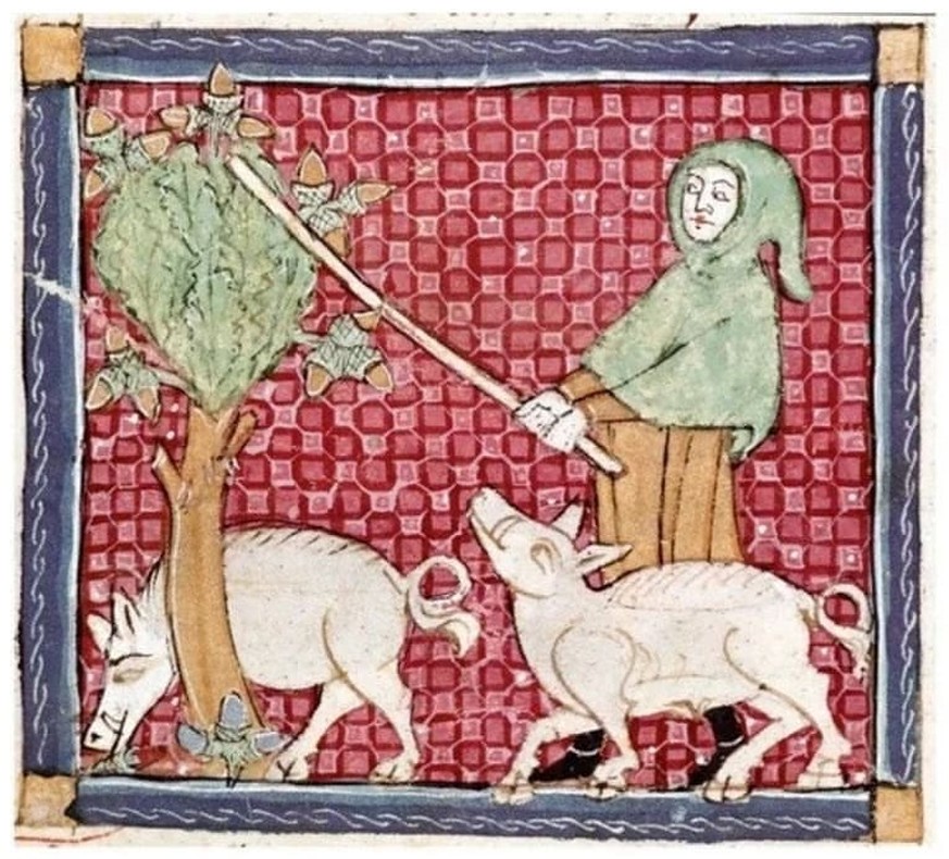 Schweine auf einer mittelalterlichen Miniatur