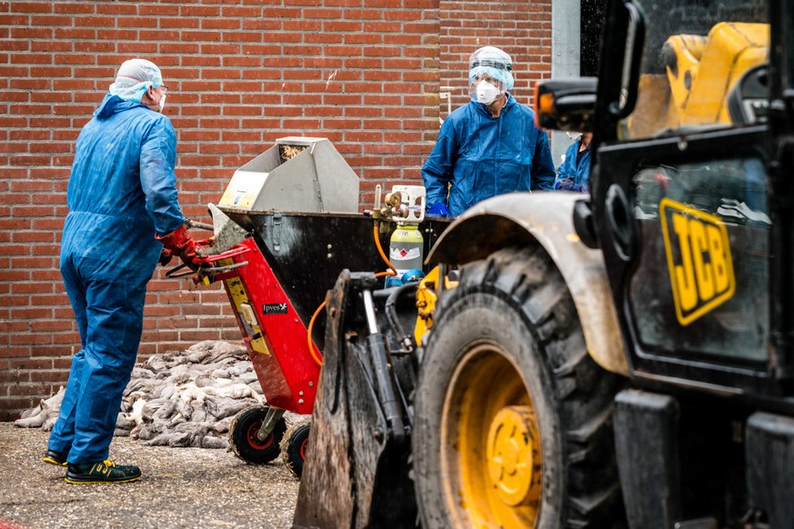 epa08539012 Employees clear the remains of culled mink from a mink farm infected with the coronavirus, in Ospel, the Netherlands, 10 July 2020. According to reports, The Netherlands is the only countr ...