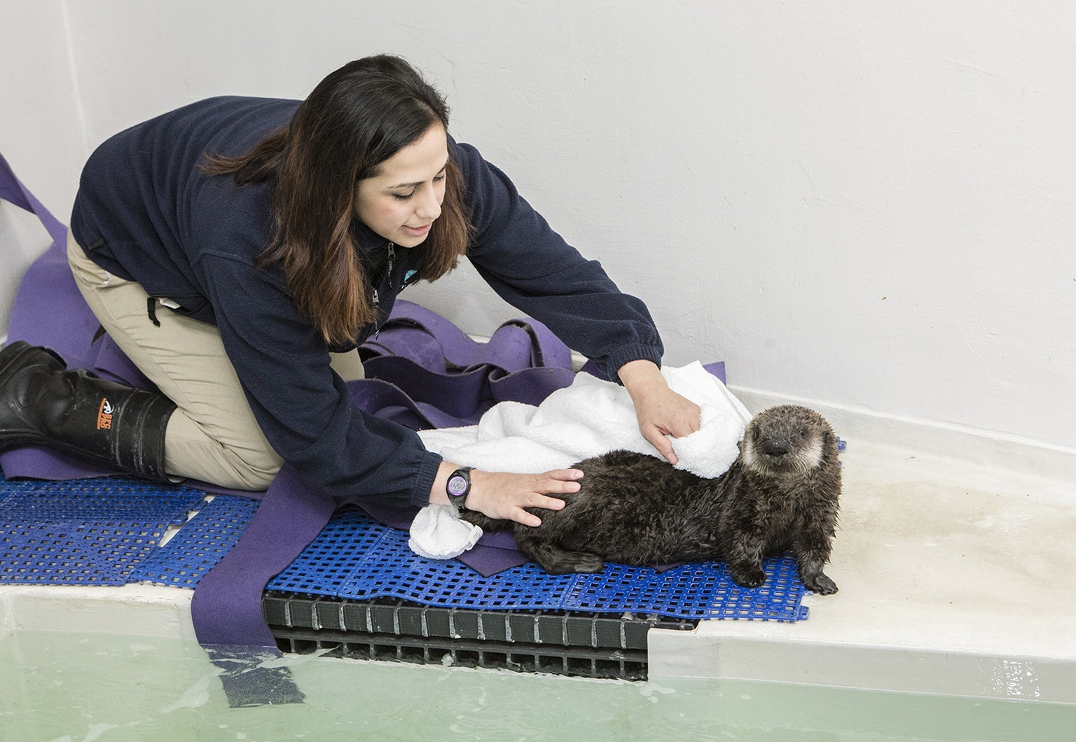 In this Jan. 27, 2016 photo provided by the John G. Shedd Aquarium, Christy Sterling, assistant supervisor of penguins and sea otters at the aquarium in Chicago, helps an orphaned southern sea otter p ...