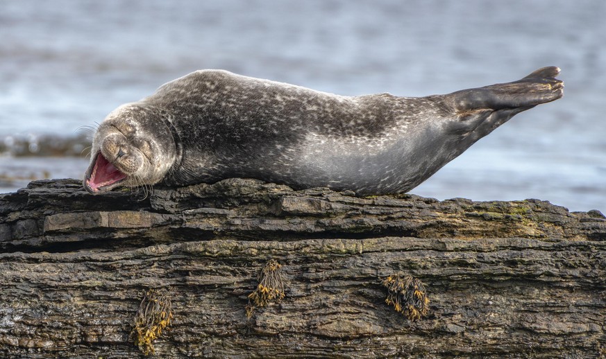 The Comedy Wildlife Photography Awards 2020
Ken Crossan
WICK
United Kingdom
Phone: 
Email: 
Title: Having a Laugh
Description: A young common seal chills out on a rock in Sinclair Bay in Caithness, it ...