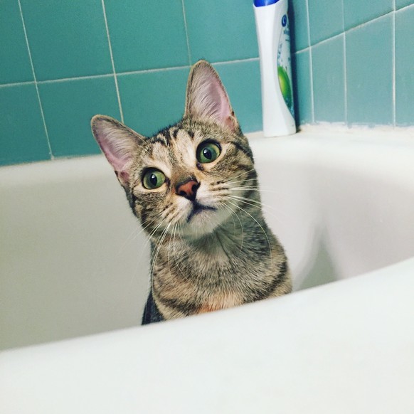 Katze im Badezimmer