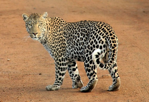 https://pixabay.com/de/leopard-leopard-spots-tier-wild-592187/
Leopard
