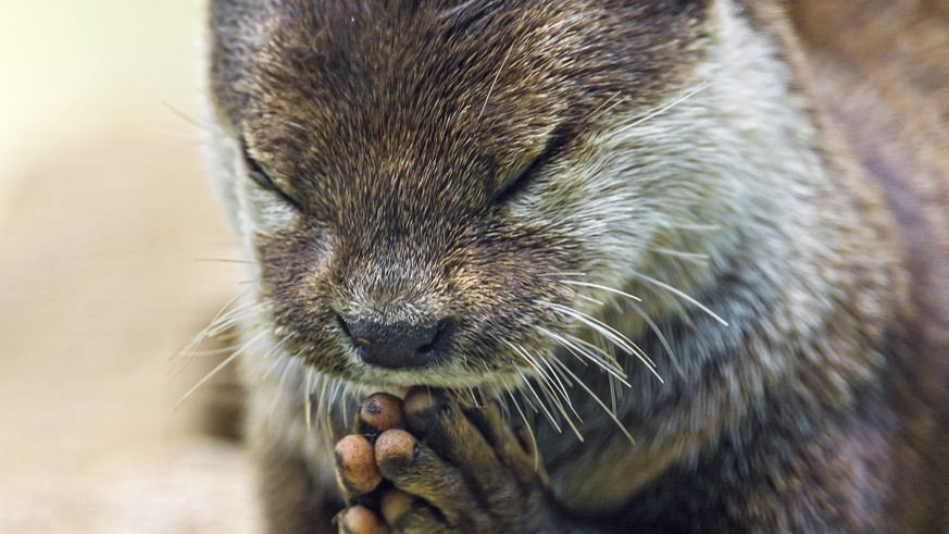 Betender Otter: Glaubt er an Gott?