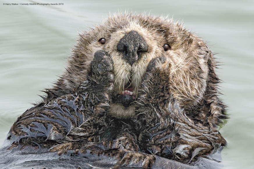 The Comedy Wildlife Photography Awards 2019
Harry Walker
Anchorage
United States
Phone: 9072421795
Email: akmedia@ak.net
Title: Oh My!
Description: Unlike most other marine mammals, sea otters have no ...