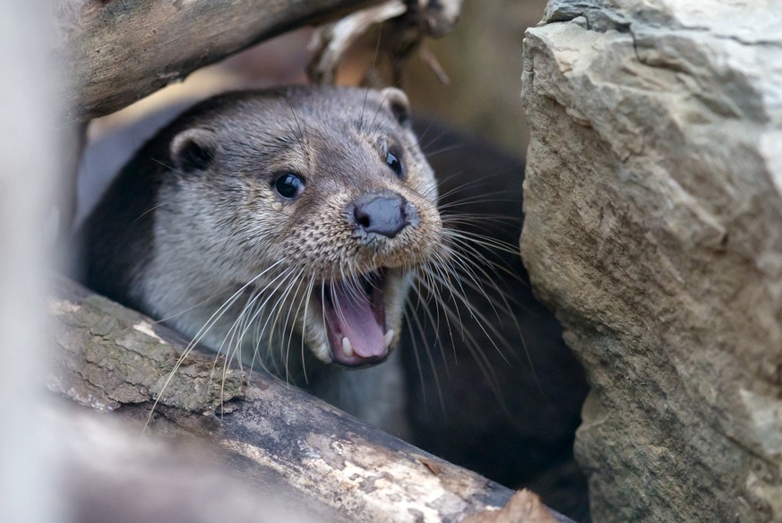 epa07177092 A European otter (Lutra lutra) reacts at the animal park in Tripsdrill in Cleebronn, Germany, 19 November 2018. EPA/RONALD WITTEK