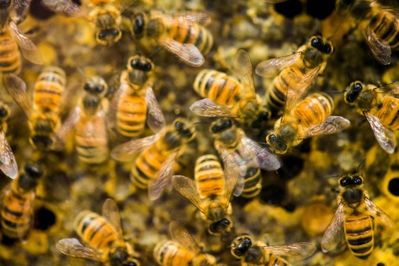 Wieso die Bienen sterben, ist unklar. Faktoren wie&nbsp;Pestizide, Parasiten wie die Varroa-Milbe, Krankheiten, der Verlust genetischer Vielfalt und falsche Fütterungen werden vermutet.&nbsp;