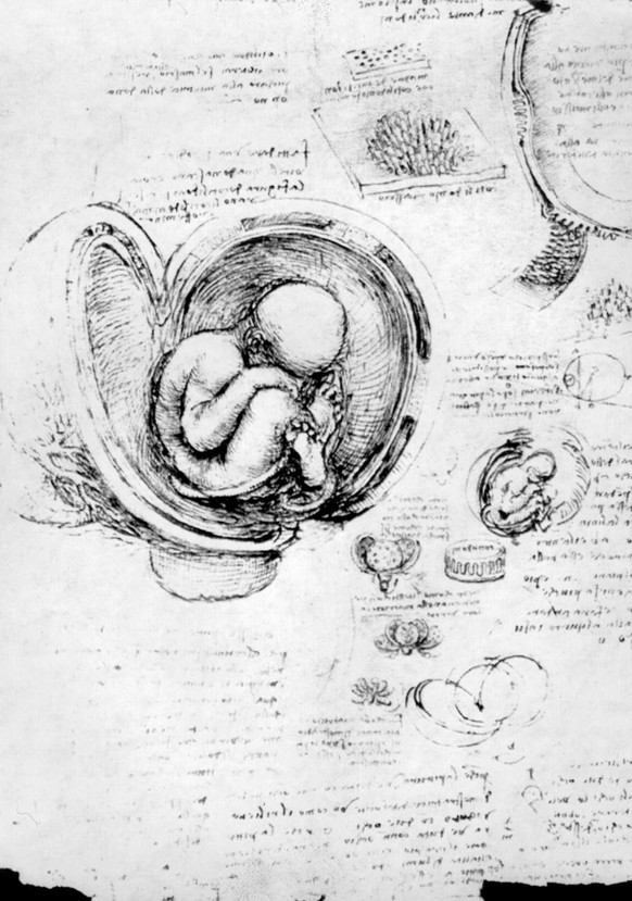 Die Querschnittszeichnung eines menschlichen Foetus im Mutterleib des Florentiner Universalgenies Leonardo da Vinci (1452 - 1519). Etwa zur gleichen Zeit als Kolumbus dem Atlantik ueberquerte, malte e ...