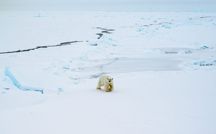 Ein einsamer Eisbär unterwegs.