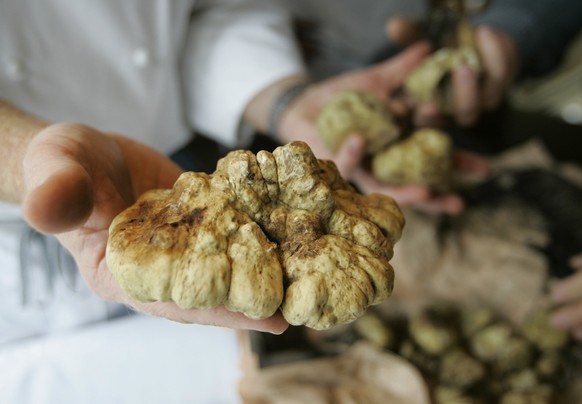 Oliveto restaurant executive chef Paul Canales, holds a one pound Italian white truffle after it was unpacked in Oakland, Calif., Tuesday, Nov. 13, 2007. Restaurant co-owner Bob Klein just returned fr ...